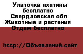 Улиточки ахатины бесплатно - Свердловская обл. Животные и растения » Отдам бесплатно   